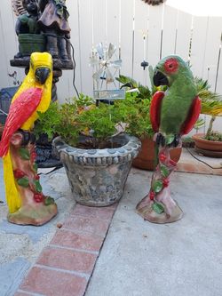 Parrot for sale