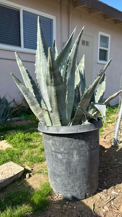 Various Agave And Aloe Plants