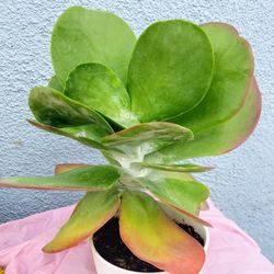 Flap Jack Succulent 