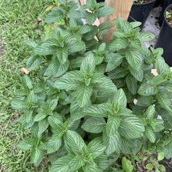 Spearmint Plant (3gslon)ready To Eat