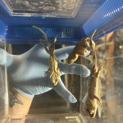 Baby Crested Gecko 