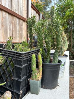 Eve's Pin Cactus (Austrocylindropuntia Subulata) Eve's Needle