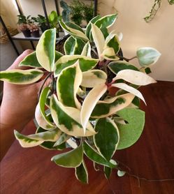 💚👸Hoya Krimson Queen Vine👸💎