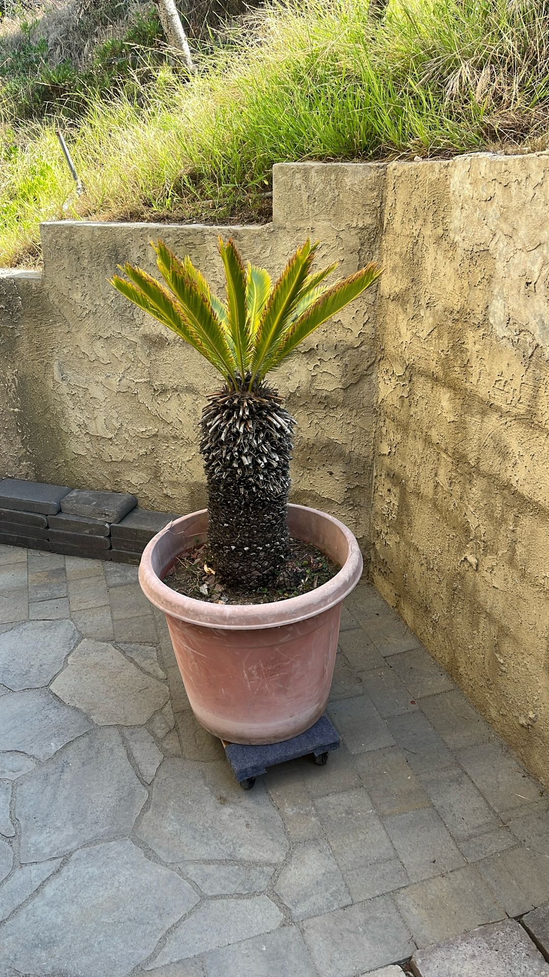 Palm Tree ( Sago )