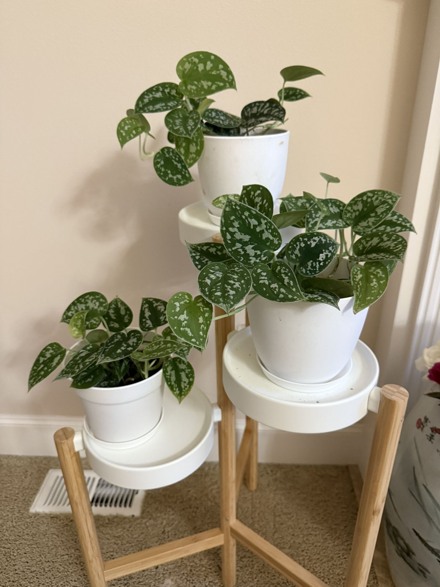 Live Healthy Silvery Ann Scindapsus Pothos Plants In 6” Pot 