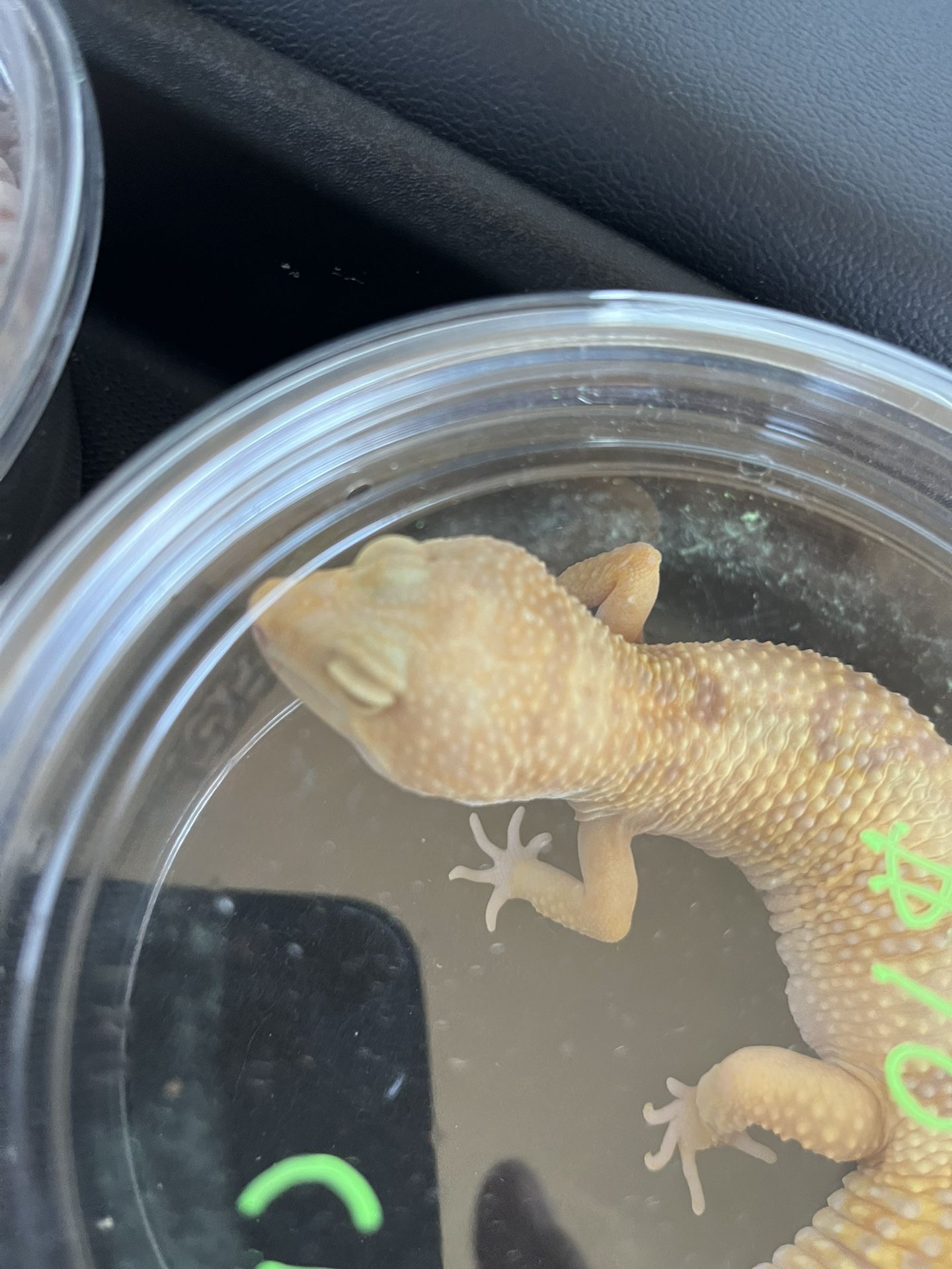 Toy Gecko
