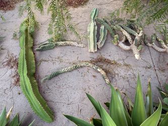 Cactus Cuttings
