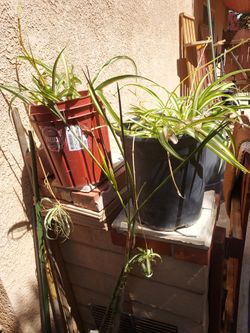 Large Spider Plant
