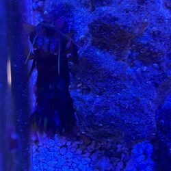 Peacock Mantis Shrimp Decor 