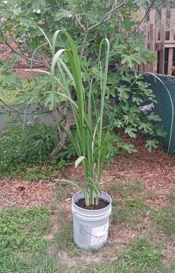 Sugarcane plant currently with four stalks, if you take care of it it will give you more and more