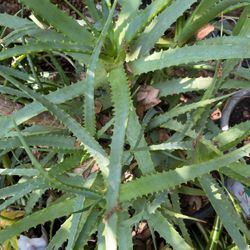 Aloe Vera Plant In Pot Decorative Green Plant