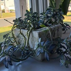 Succulent Ghost Plant (Graptopetalum paraguayense) Beautiful Heavy Planter Pot
