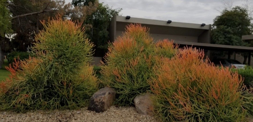 Euphorbia tirucalli - "Pencil Cactus" Succulent