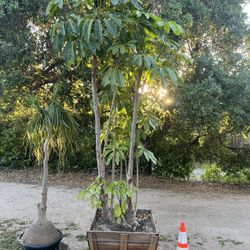 Umbrella Tree & Ponytail Palm