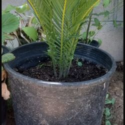 2-Sago plants Dwarfs 