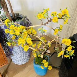 Good Luck Vietnamese plant