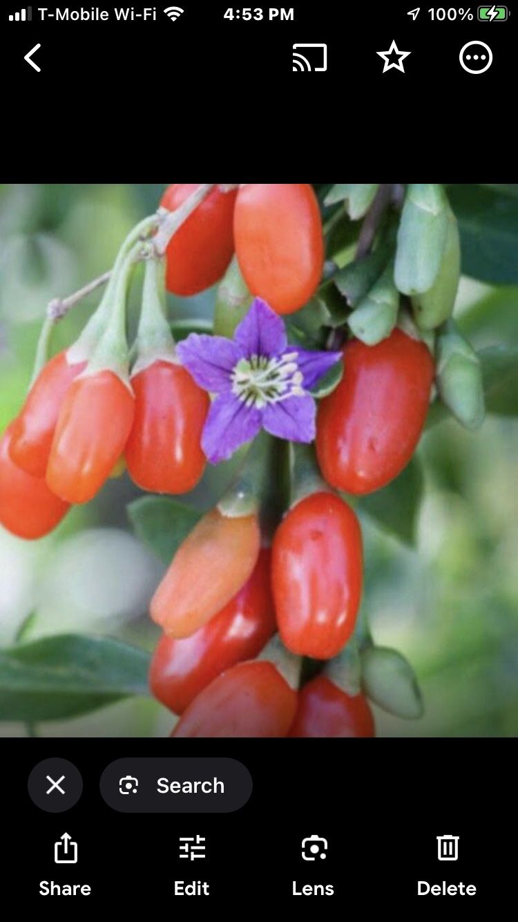 Wolfberry Berry Goji Berry Seedling Live Plant Tree (Lycium barbarum) - Lycium 1 Gallon
