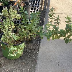 Rare Hebe Variegata multi colored variegated Hebe Solid Green and variegated blooms purple flowers plant  Cash Only  Pick up in North San Jose 