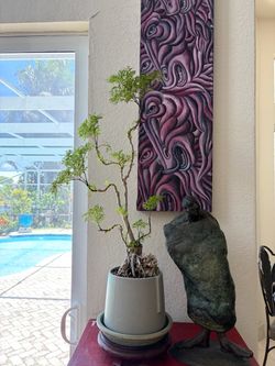 Tropical plant bonsai