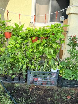 Plants sale:Lemon Pothos & Variegated Pothos 🌿 with beautiful trailing vines