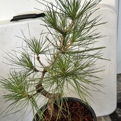 Japanese Black Pine