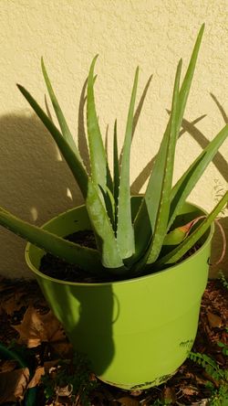 Aloe vera plants. All different sizes. These plants are Amazing for everything.