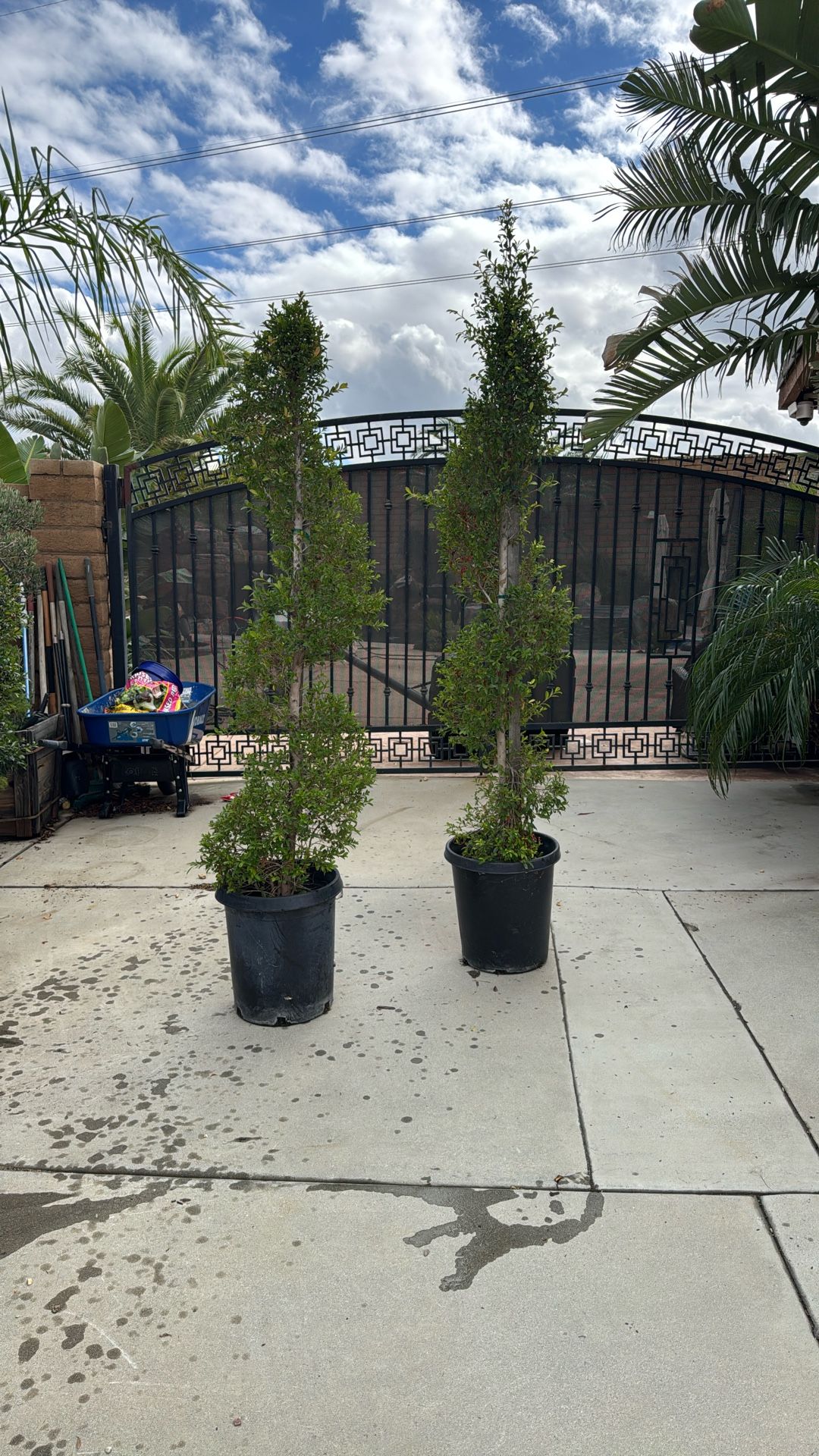 Spiral Eugenia Trees