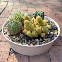Succulent Display Garden