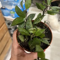 HOYA BLACK KROHNIANA IN 4” POT.