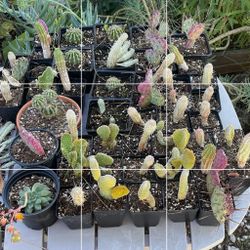 Mixed Cactus/succulents 