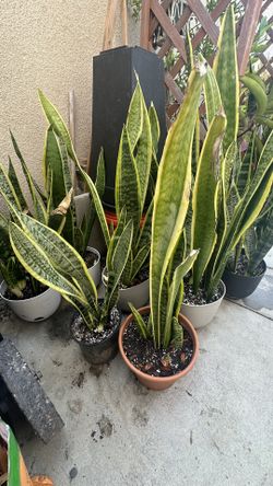 Snake plants 