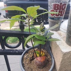 Reed 3 Shoot Seedling