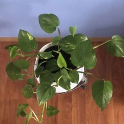 ❤️🍃 Pothos Life Healthy Plant post Valentine’s Day Sale  🍃❤️