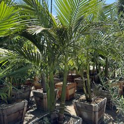 King Palm Trees