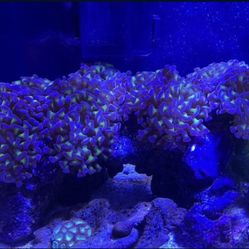 Coral Decoration Purple Hammer Coral