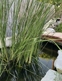 Pond Plant - Cat Tail Tall Grass