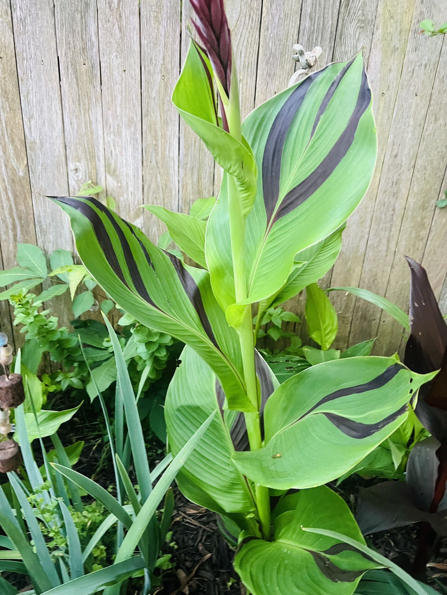 Rare Exotic Canna Lily