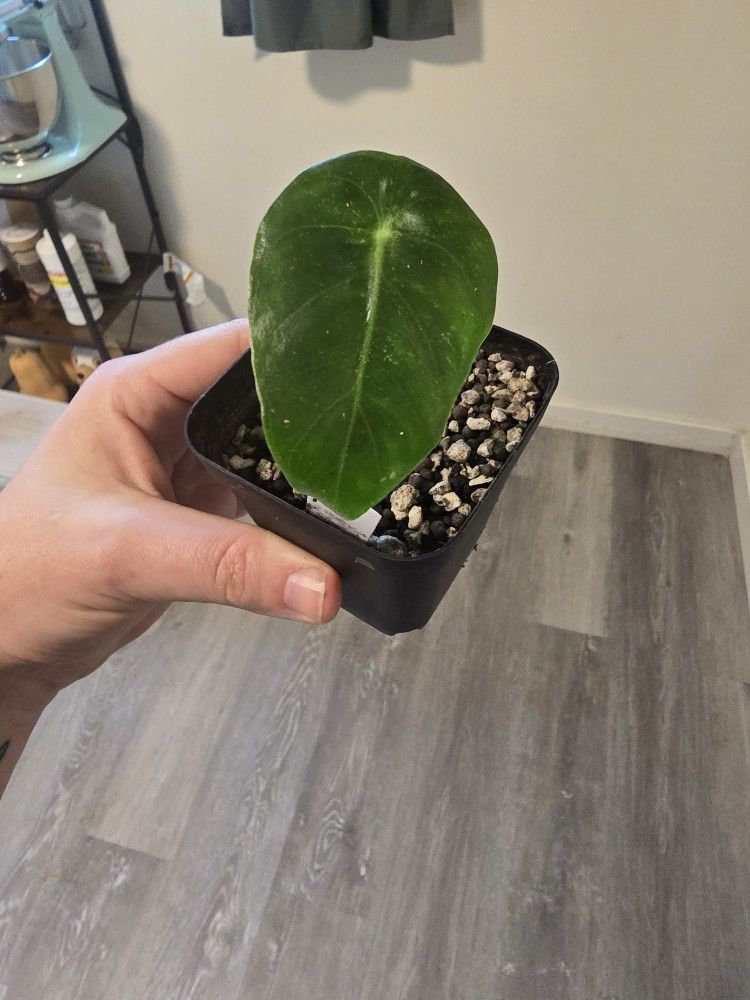 Alocasia Pink Dragon