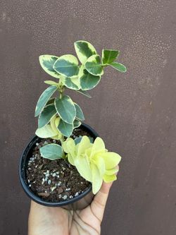 4” hoya cumingiana variegated