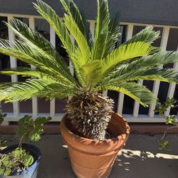 Large Decorative Ceramic Potted Sago Palm  - $25