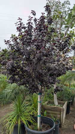 Purple Leaf Plum Tree