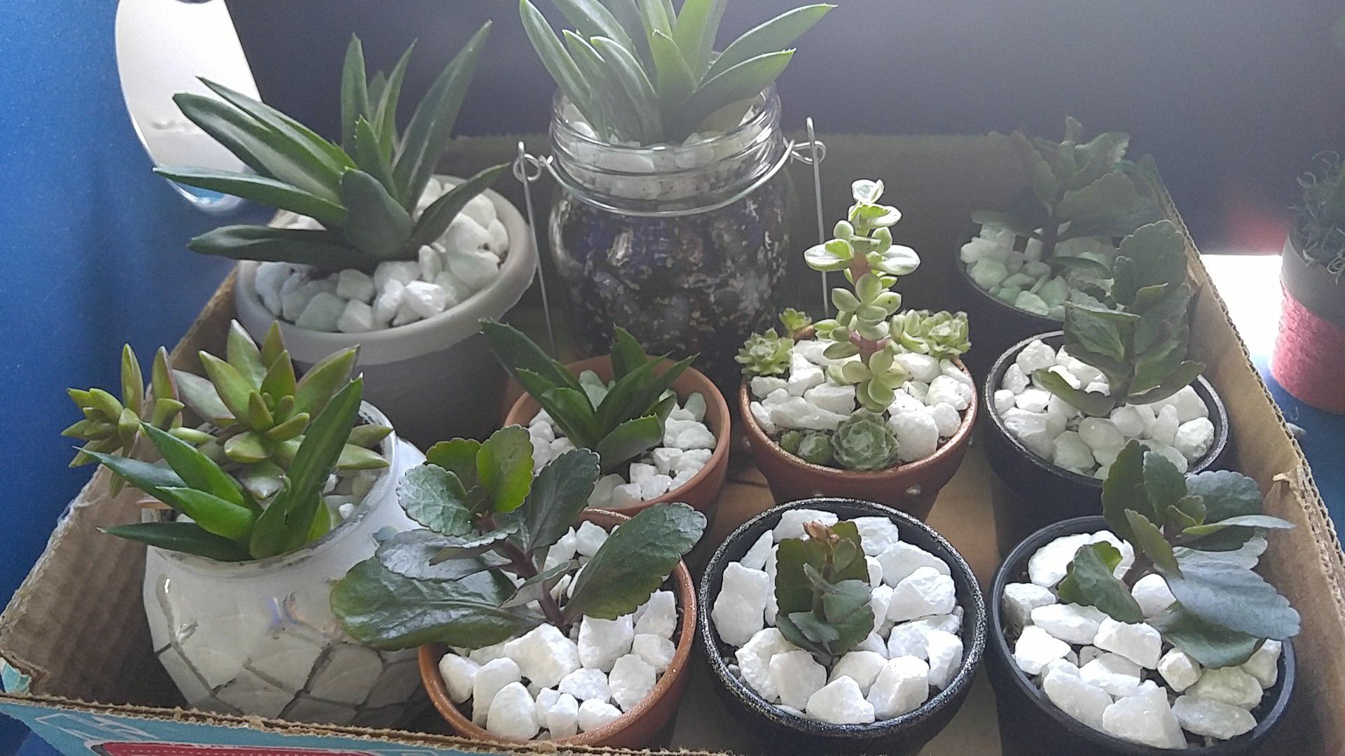 Various succulents
