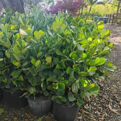 Clusia Hedges 3ft $13🌱