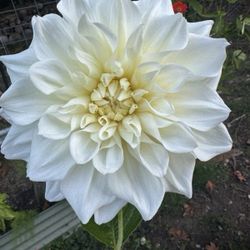 Dahlia Tubers and Cuttings