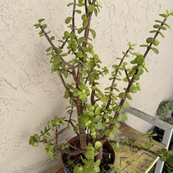 Portulacaria -elephant Bush