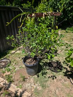 Black Currant Plant 15 Gallons