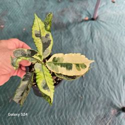 Variegated Croton Plant in Small Pot