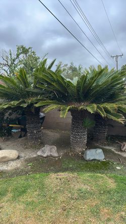 Palm trees
