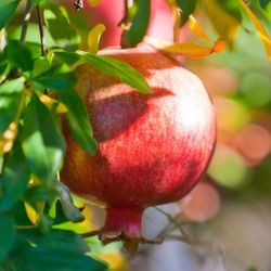 Pomegranate Trees For Sale