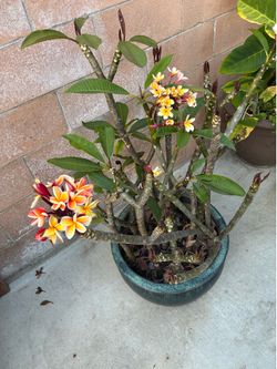 Plumerias